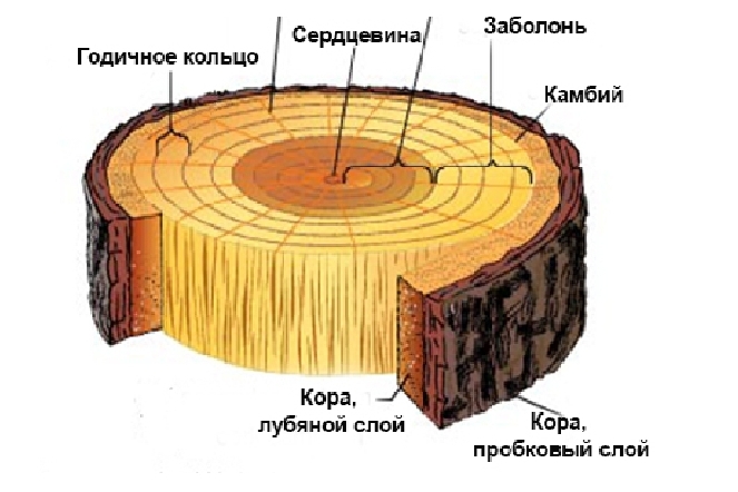 кора древесина